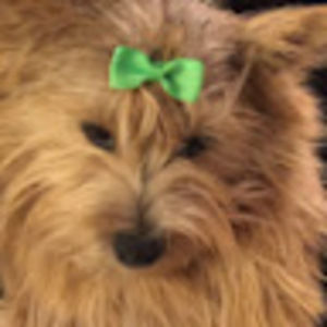 Meet your Posher, Sofia